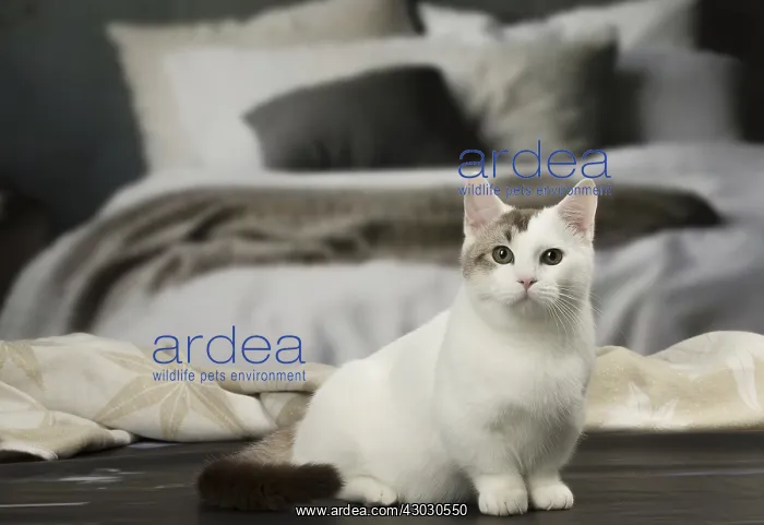 : White and chocolate Munchkin Taby cat indoors : White and chocolate Munchkin Taby cat indoors