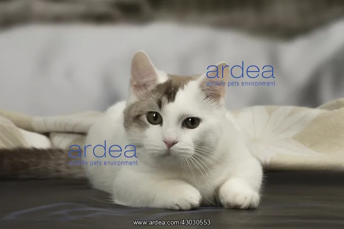 : White and chocolate Munchkin Taby cat indoors : White and chocolate Munchkin Taby cat indoors