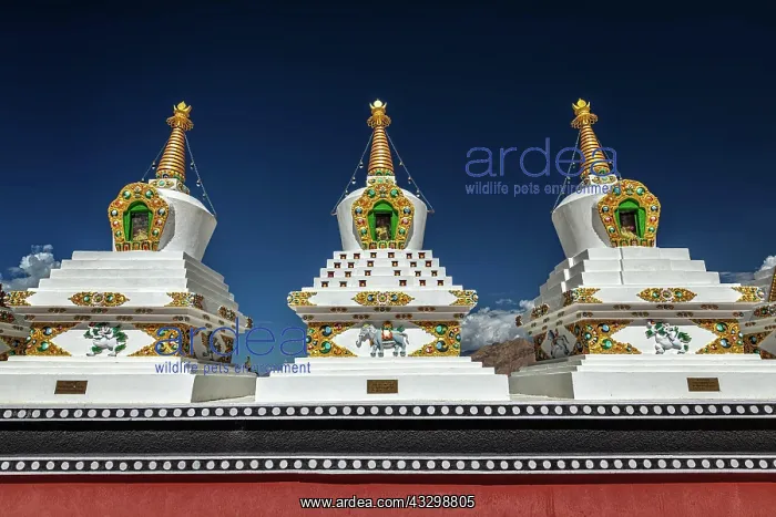 : White chortens (Buddhist stupas) in Thiksey gompa : White chortens (Buddhist stupas) in Thiksey gompa