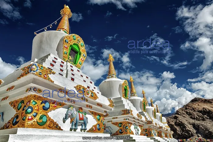 : White chortens (Buddhist stupas) in Thiksey gompa : White chortens (Buddhist stupas) in Thiksey gompa