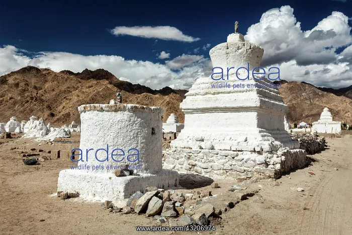 : White chortens (stupas) near Shey, Ladakh, Jammu : White chortens (stupas) near Shey, Ladakh, Jammu