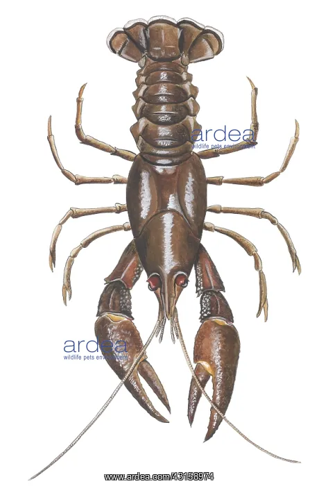 : White-clawed Crayfish : White-clawed Crayfish