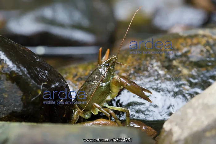 : White Clawed Crayfish : White Clawed Crayfish