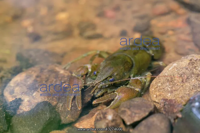 : White Clawed Crayfish : White Clawed Crayfish