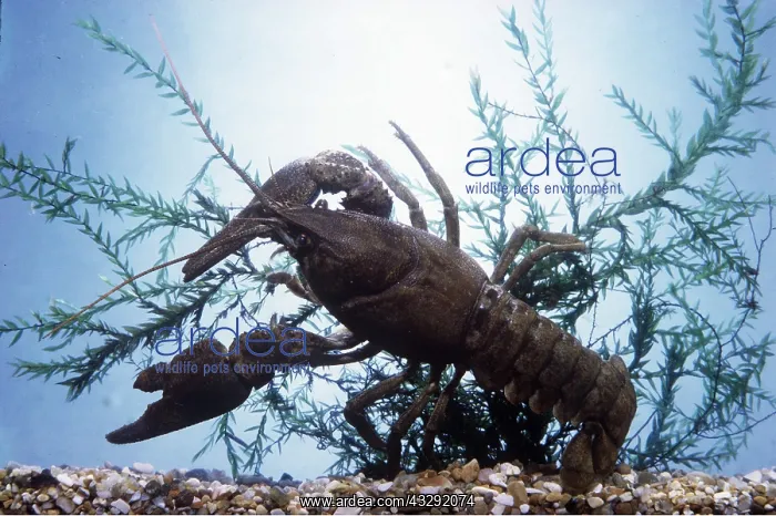 : White-clawed Crayfish : White-clawed Crayfish