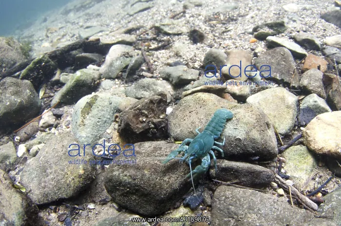 : White-clawed crayfish (Austropotamobius pallipes) : White-clawed crayfish (Austropotamobius pallipes)