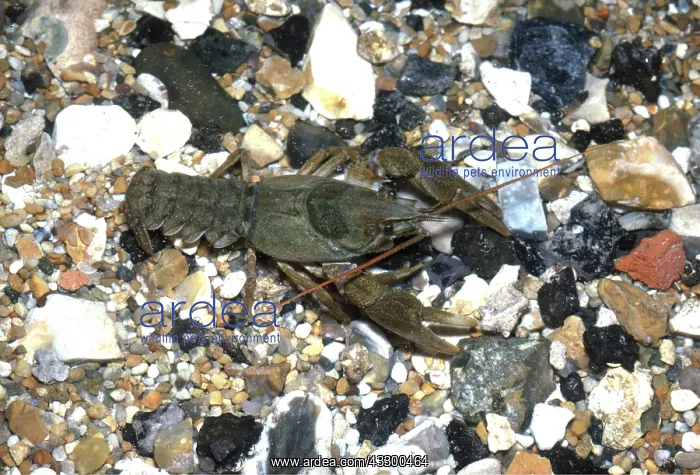: White-Clawed Crayfish - in shallow water : White-Clawed Crayfish - in shallow water