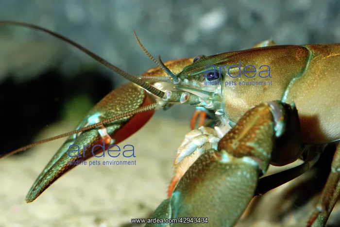 : White Clawed Native Crayfish now endangered in : White Clawed Native Crayfish now endangered in