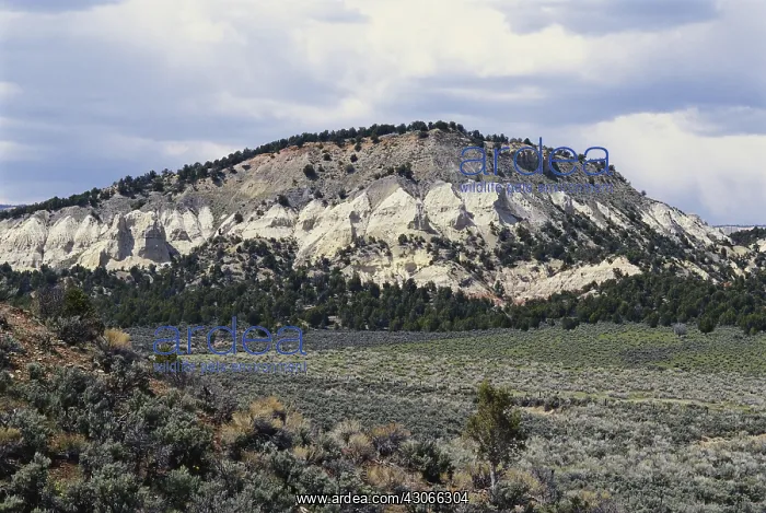 : White Cliffs, Grand Staircase, Utah : White Cliffs, Grand Staircase, Utah