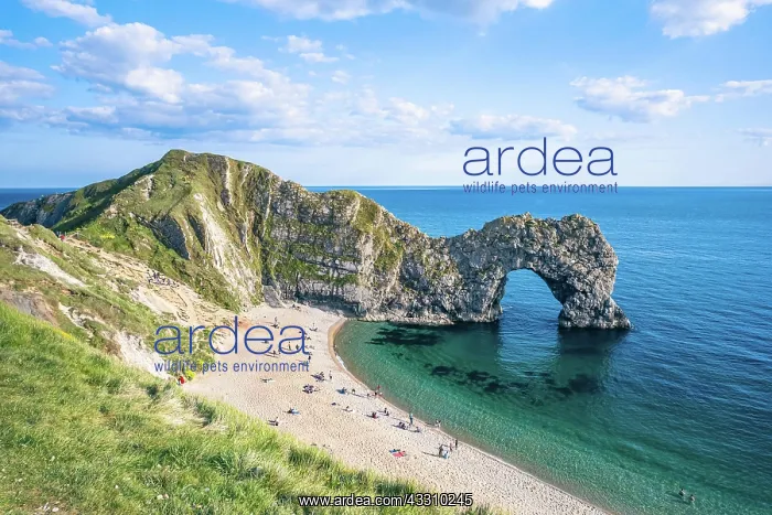 : White Cliffs over Jurassic Coast and Durdle Door : White Cliffs over Jurassic Coast and Durdle Door
