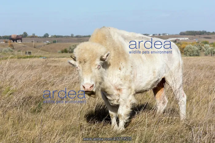 : White Cloud, a female albino buffalo, at : White Cloud, a female albino buffalo, at