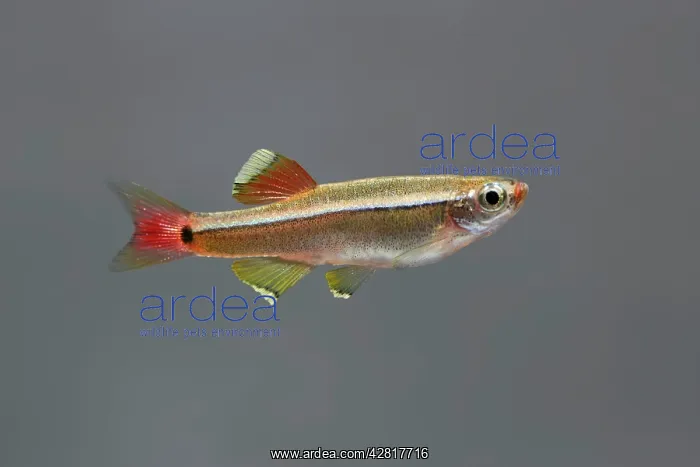 : White Cloud Mountain Minnow - side view : White Cloud Mountain Minnow - side view