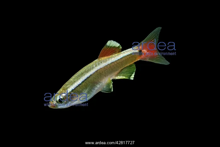 : White Cloud Mountain Minnow - side view : White Cloud Mountain Minnow - side view