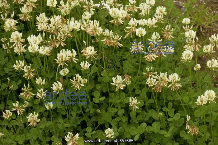 : White clover : White clover