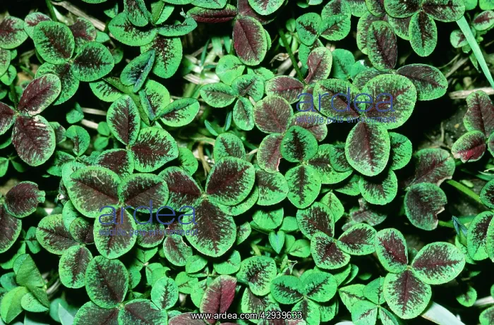 : White Clover : White Clover