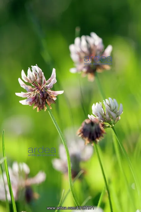 : White Clover : White Clover