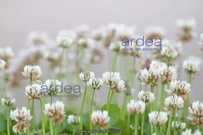 : White Clover : White Clover