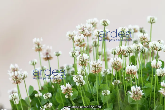  : White Clover