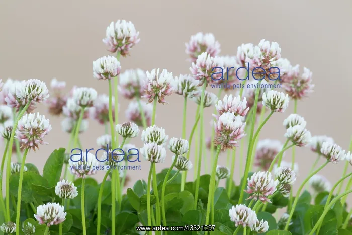 : White Clover : White Clover