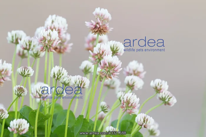  : White Clover