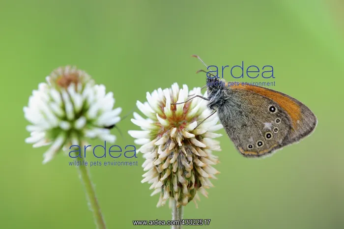 : White Clover : White Clover