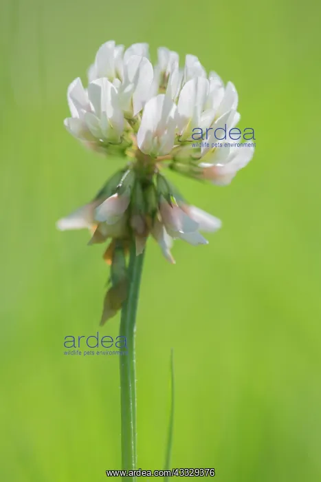 : White Clover : White Clover