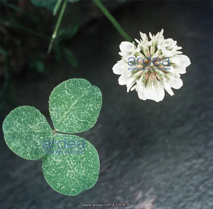 : WHITE CLOVER - and leaf, close-up : WHITE CLOVER - and leaf, close-up