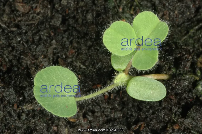 : White clover seedling : White clover seedling