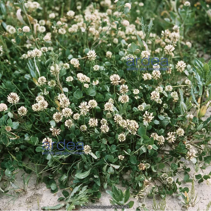: WHITE CLOVER / Shamrock : WHITE CLOVER / Shamrock