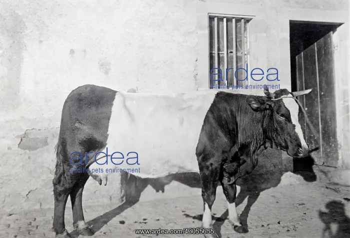 : White Coat cow selected by Joseph Graber : White Coat cow selected by Joseph Graber