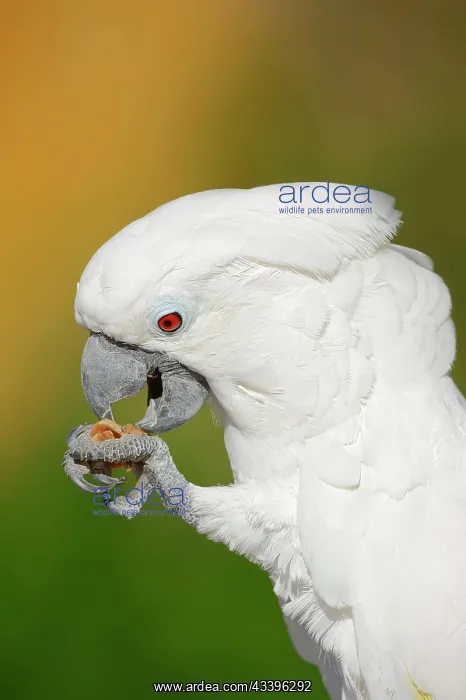 : White cockatoo (Cacatua alba), portrait, captive : White cockatoo (Cacatua alba), portrait, captive