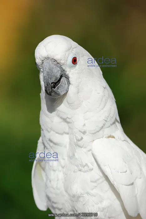  : White cockatoo (Cacatua alba), portrait, captive