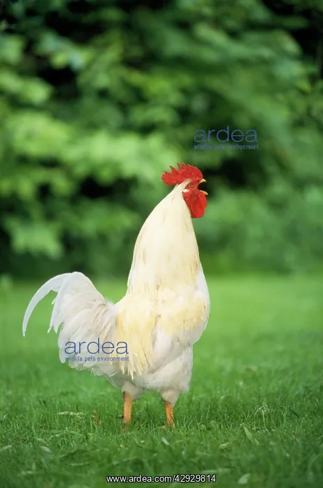  : White Cockeral CHICKEN - crowing