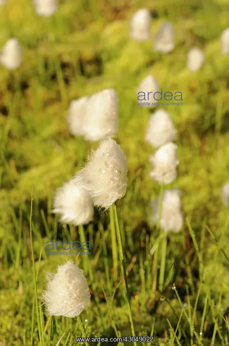 : White cotton grass : White cotton grass