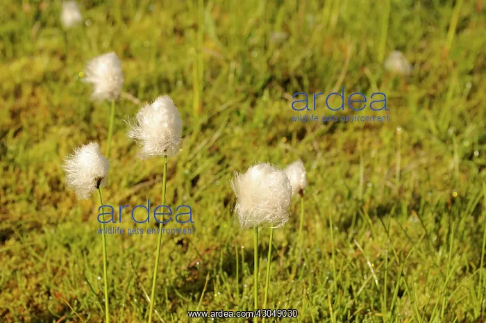  : White cotton grass