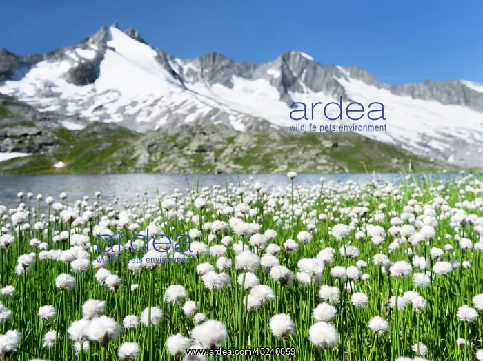 : White cottongrass or Scheuchzer's cottongrass : White cottongrass or Scheuchzer's cottongrass