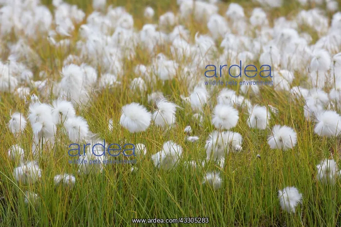 : White Cottongrass - with seed heads - Svalbard : White Cottongrass - with seed heads - Svalbard