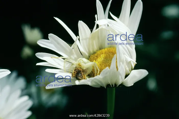 : White CRAB SPIDER - catching prey : White CRAB SPIDER - catching prey