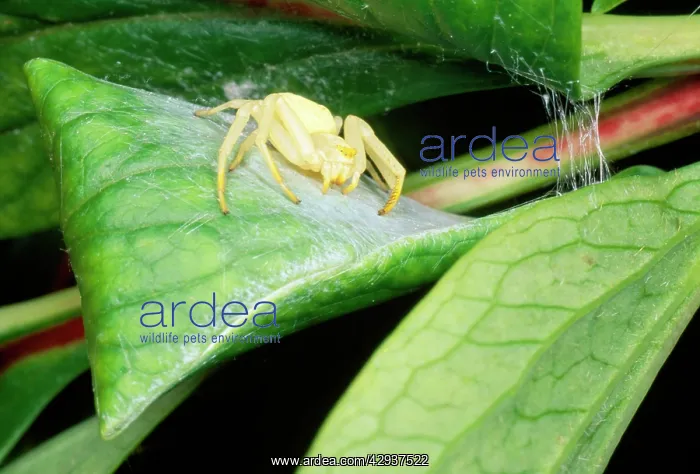 : White Crab Spider - female guarding silk egg case : White Crab Spider - female guarding silk egg case