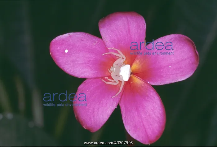 : White Crab SPIDER - on flower : White Crab SPIDER - on flower