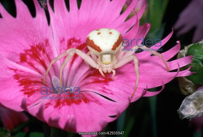  : White Crab Spider - lying in wait for prey