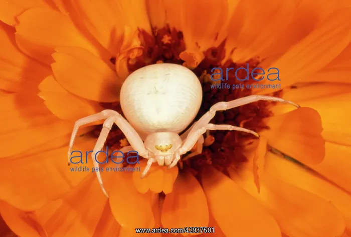 : White Crab Spider - lying in wait for prey : White Crab Spider - lying in wait for prey