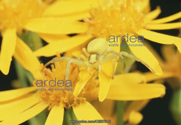 : White Crab Spider - lying in wait for prey : White Crab Spider - lying in wait for prey