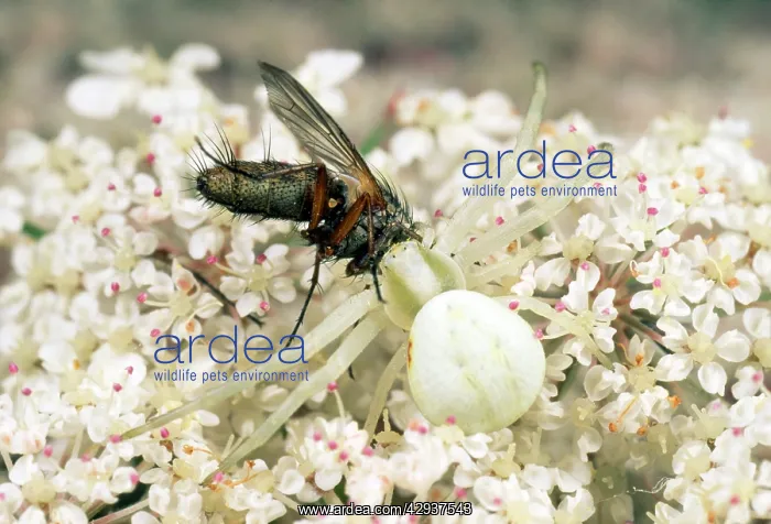 : White Crab Spider - seizing prey : White Crab Spider - seizing prey