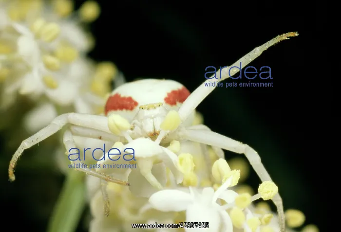 : White Crab Spider - threat posture : White Crab Spider - threat posture