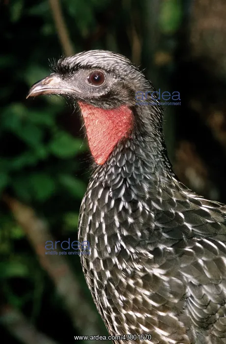 : White-creasted Guan : White-creasted Guan