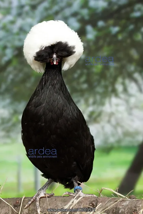  : White-crested Black Polish Chicken hen