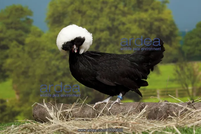  : White-crested Black Polish Chicken hen