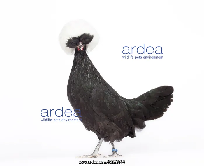  : White-crested Black Polish Chicken hen