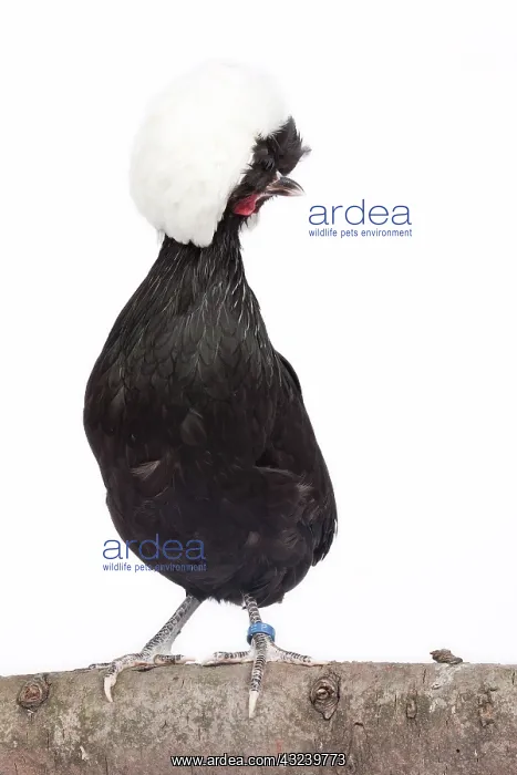 : White-crested Black Polish Chicken hen